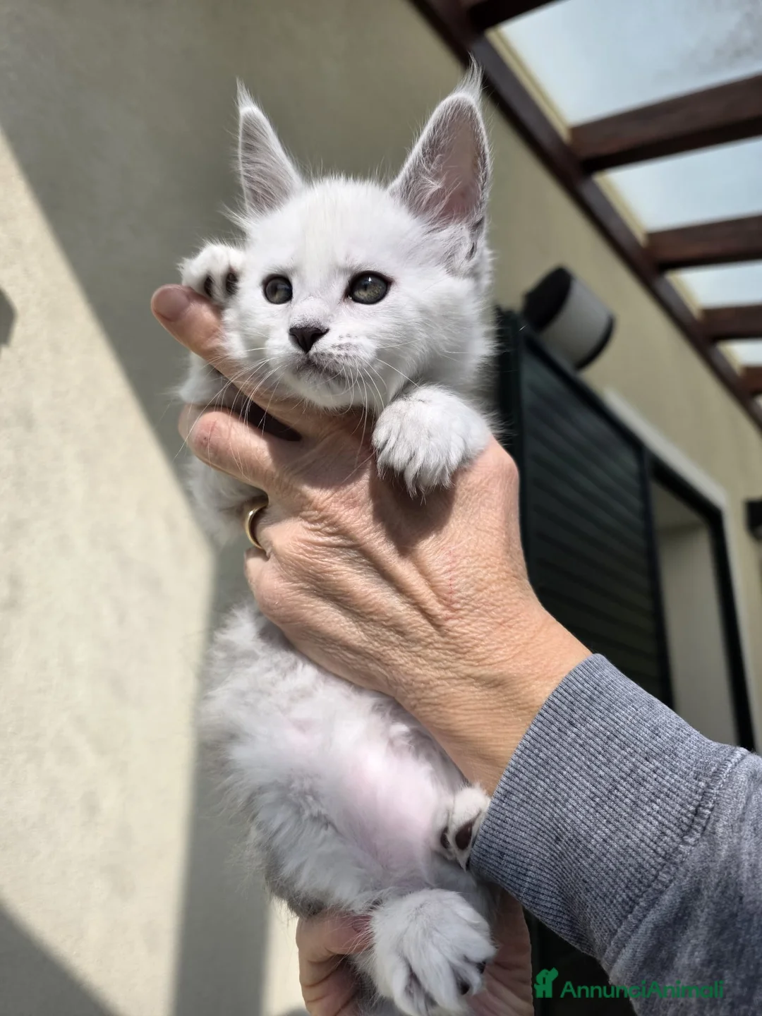 Maine Coon gatti in vendita: Maine Coon Shaded top Line  - Annuncio 9