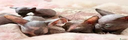 Sphynx gatti in vendita: Sphynx o gatto nudo - Annuncio 9