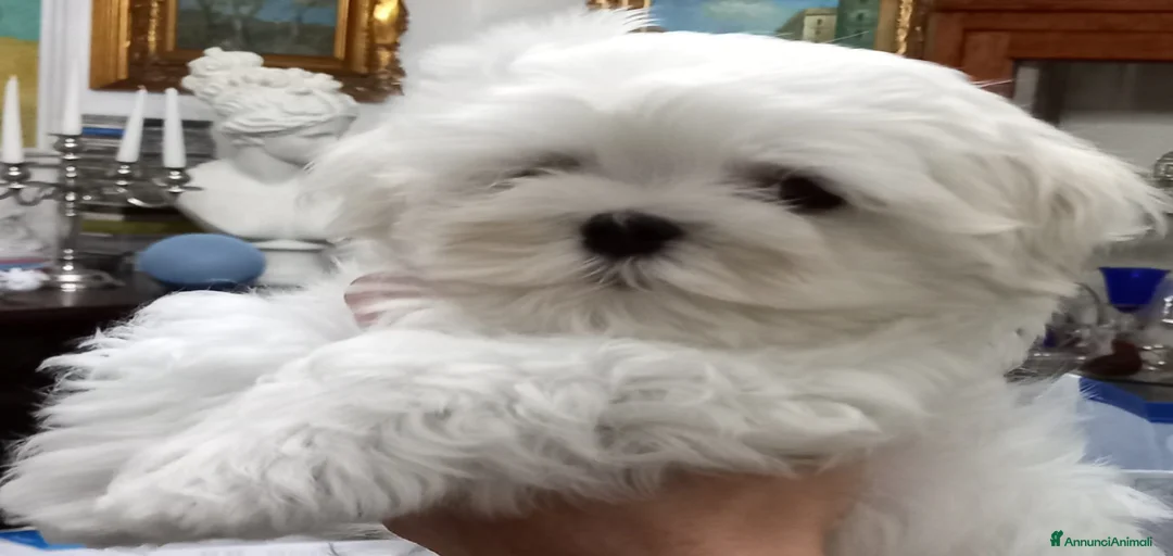 Immagine della galleria {{count}}