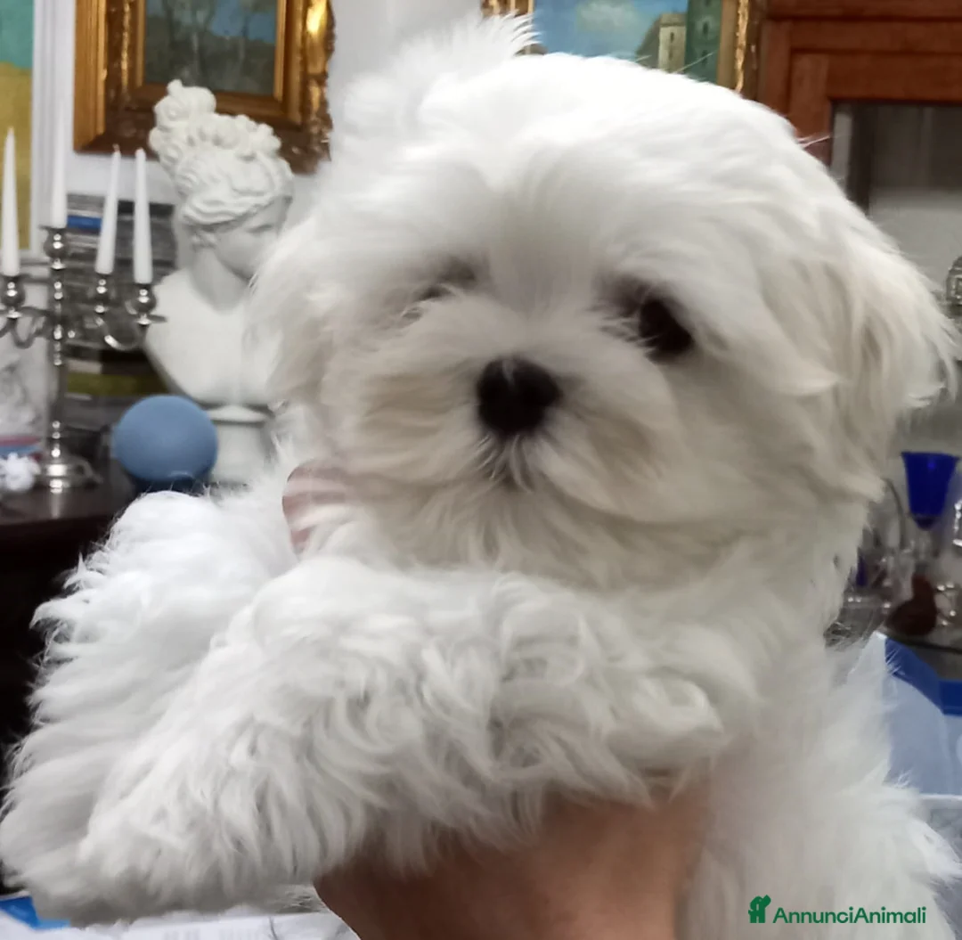 Immagine della galleria {{count}}