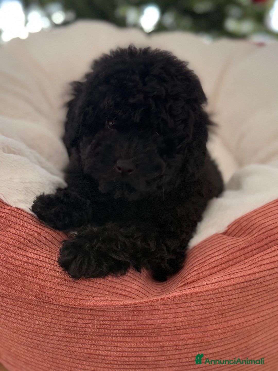 Barboncino cani in vendita: CUCCIOLO DI BARBONCINO - Annuncio 3