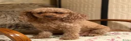 Barboncino cani in vendita: Barboncino fulvo  - Annuncio 2