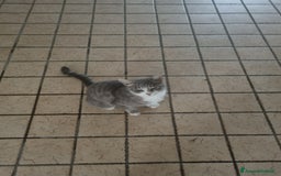 Europeo gatti in regalo: Macchia cerca casa 🏡  - Immagine 3