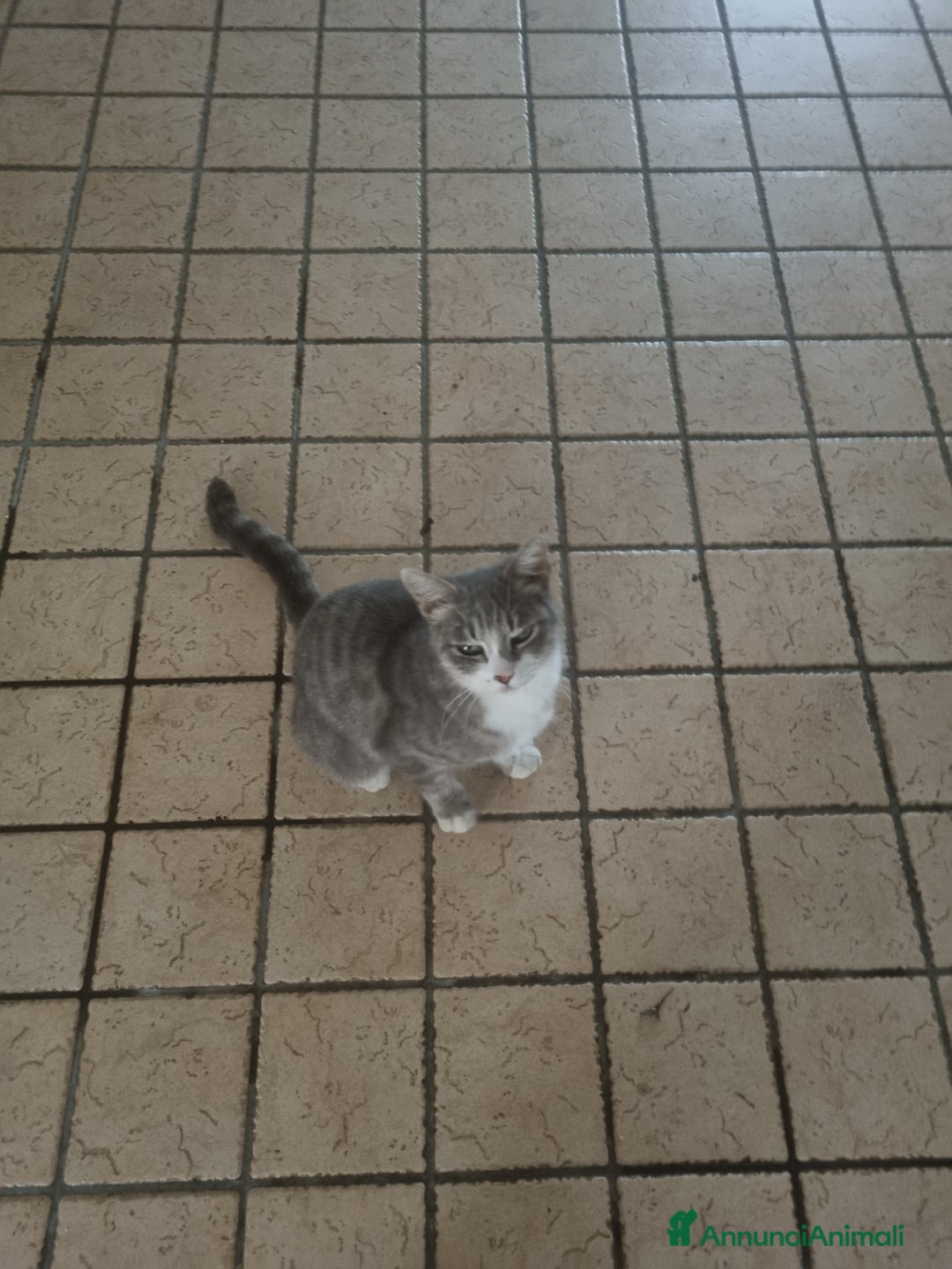 Europeo gatti in regalo: Macchia cerca casa 🏡  - Immagine 3