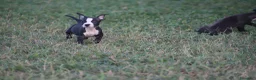 Pitbull cani in vendita: Cuccioli Pit Bull con pedigree anche a rate - Annuncio 28