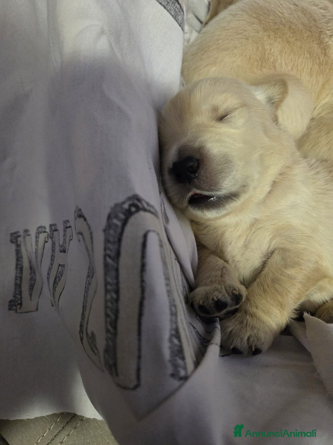 Golden Retriever cani in vendita: golden americano campoinessa itaiana - Annuncio 3