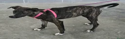 Meticcio cani in regalo: Taglia piccola, 6 mesi scarsi  - Annuncio 6