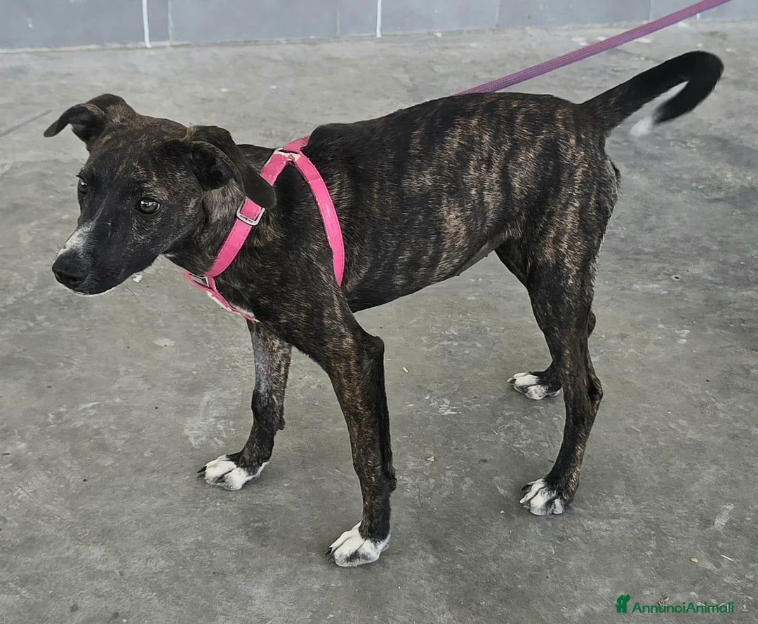 Meticcio cani in regalo: Taglia piccola, 6 mesi scarsi  - Annuncio 6
