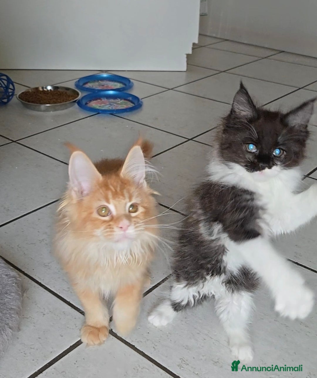 Maine Coon gatti in vendita: Stupenda Cucciola di maine coon pedigree afef - Annuncio 2