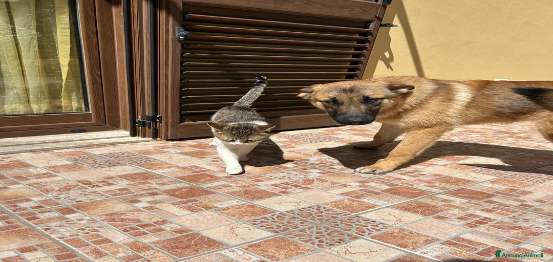 Immagine della galleria {{count}}