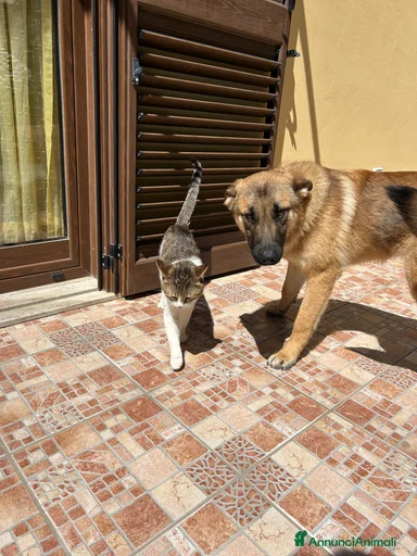 Immagine della galleria {{count}}