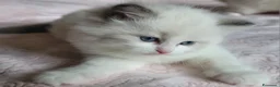 Ragdoll gatti in vendita: Ragdoll con pedigree  - Annuncio 3