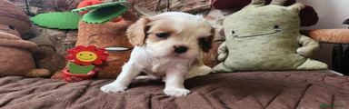 Cavalier King 3