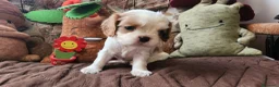 Cavalier King cani in vendita: Cuccioli di Cavalier King con pedigree - Annuncio 8