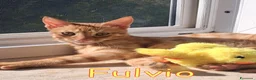 Europeo gatti in regalo: DOLCISSIMO GATTIN TABBY ARANCIO a Città Metropolitana di Firenze - Annuncio 3