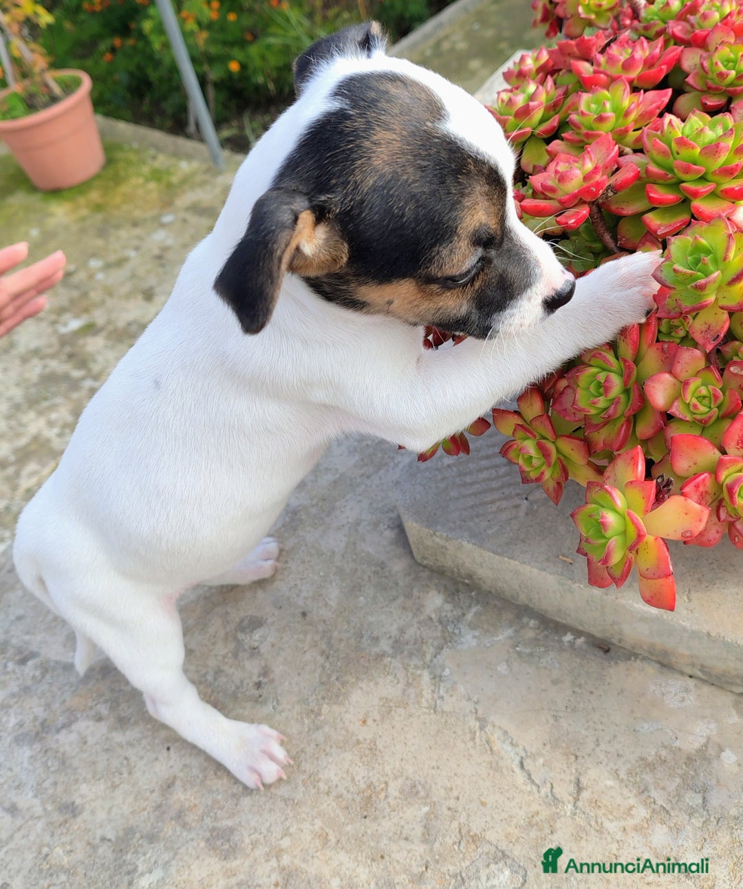 Jack Russell cani in vendita: Cuccioli jack russel  - Annuncio 4