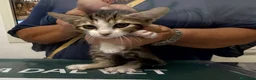 Meticcio gatti in regalo: Caramello e Biscottino 2 mesi - Annuncio 3