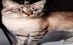 Siamese gatti per accoppiamento: Siamese per accoppiamento a Provincia di Monza e della Brianza - Immagine 5