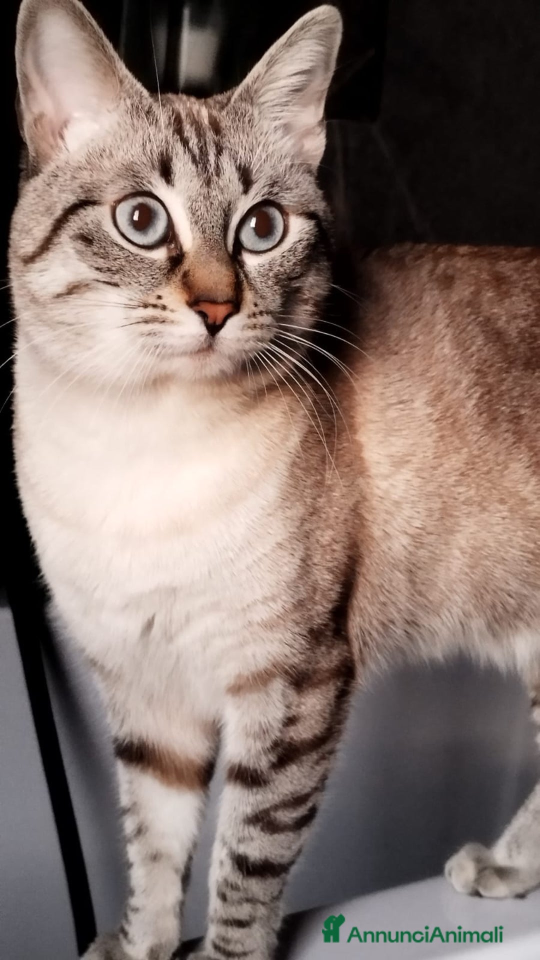 Siamese gatti per accoppiamento: Siamese per accoppiamento a Provincia di Monza e della Brianza - Immagine 5