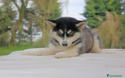 Husky cani in vendita: Cuccioli di Siberian Husky  a Provincia di Pavia - Immagine 7