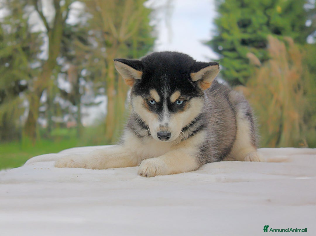 Husky cani in vendita: Cuccioli di Siberian Husky  a Provincia di Pavia - Immagine 7