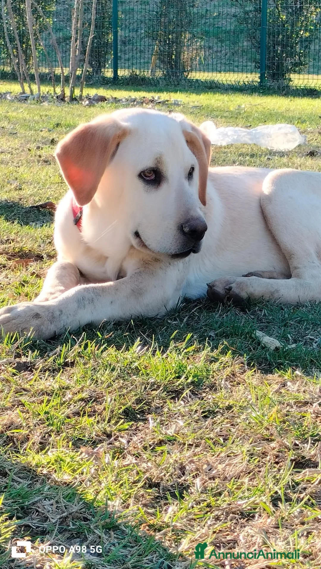 Meticcio cani in regalo: Heidi cucciola mix Labrador 4 mesi cerca casa - Annuncio 9