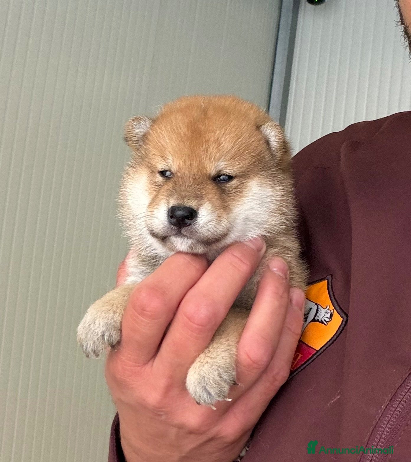 Shiba Inu cani in vendita: Shiba Inu cuccioli con Pedigree - Annuncio 1