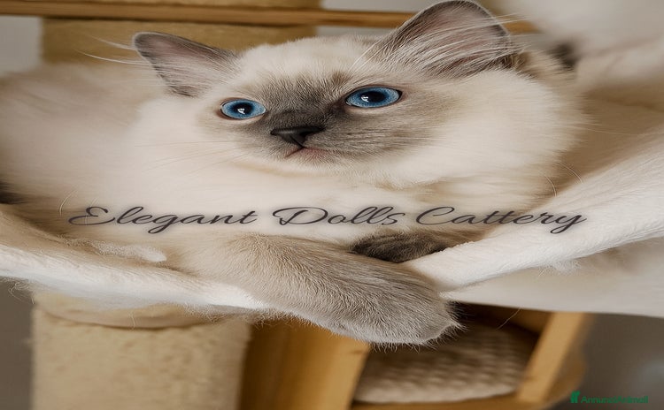 Ragdoll gatti a Città metropolitana di Roma Capitale - Annuncio 6
