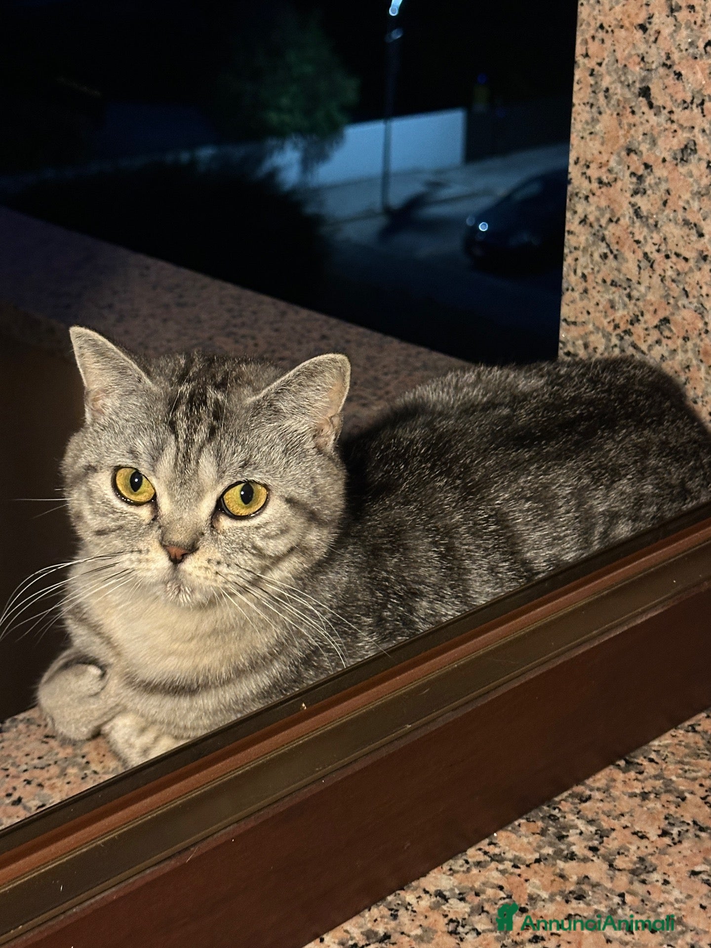 British gatti Gattina British Shorthair femmina - Annuncio 1