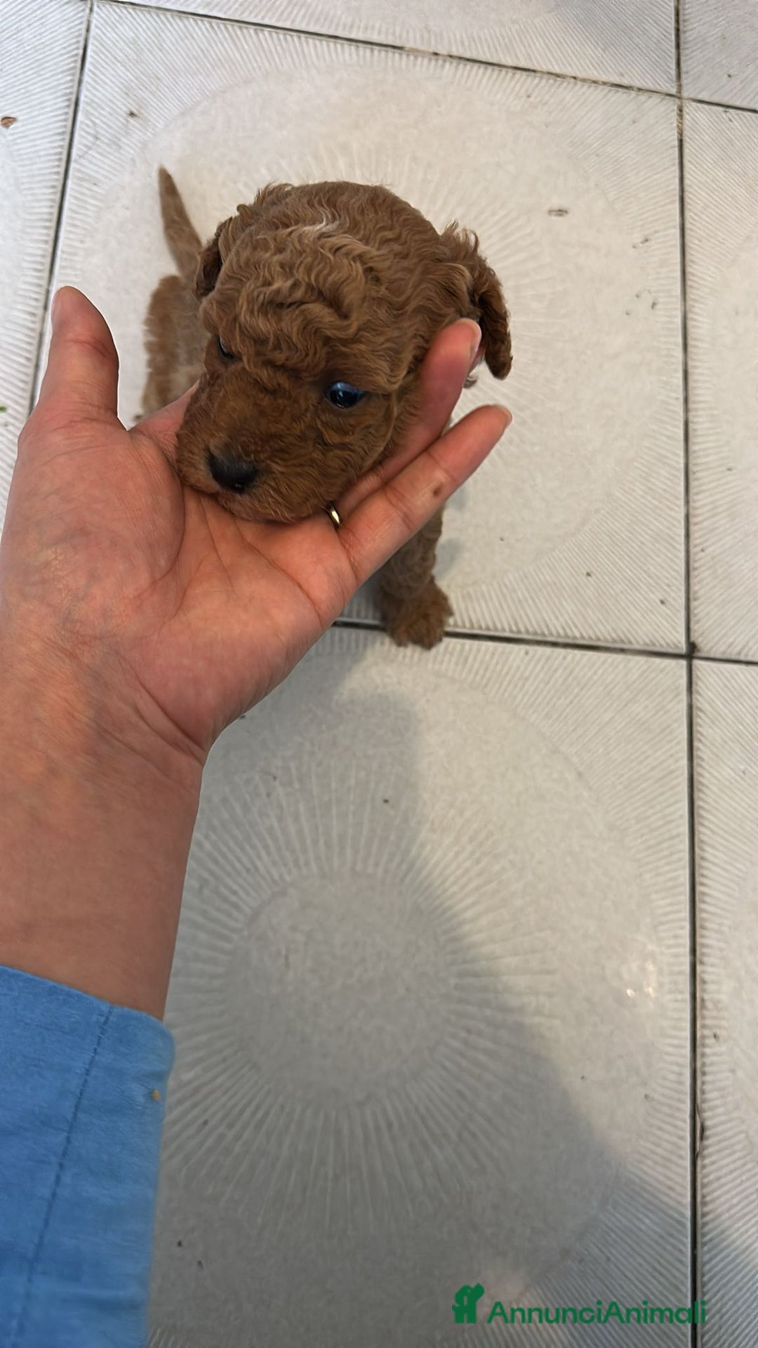 Barboncino Toy cani in vendita: Strepitosi Barboncini veri toy  - Annuncio 4