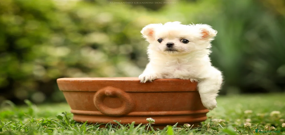 Immagine della galleria {{count}}