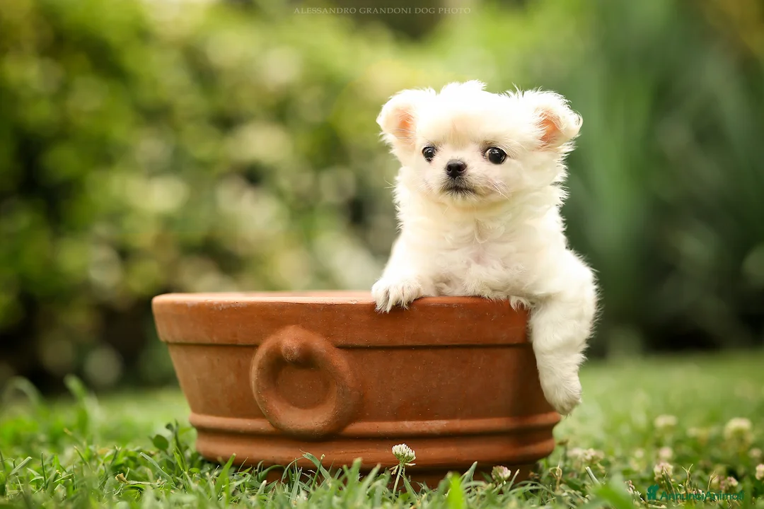 Immagine della galleria {{count}}