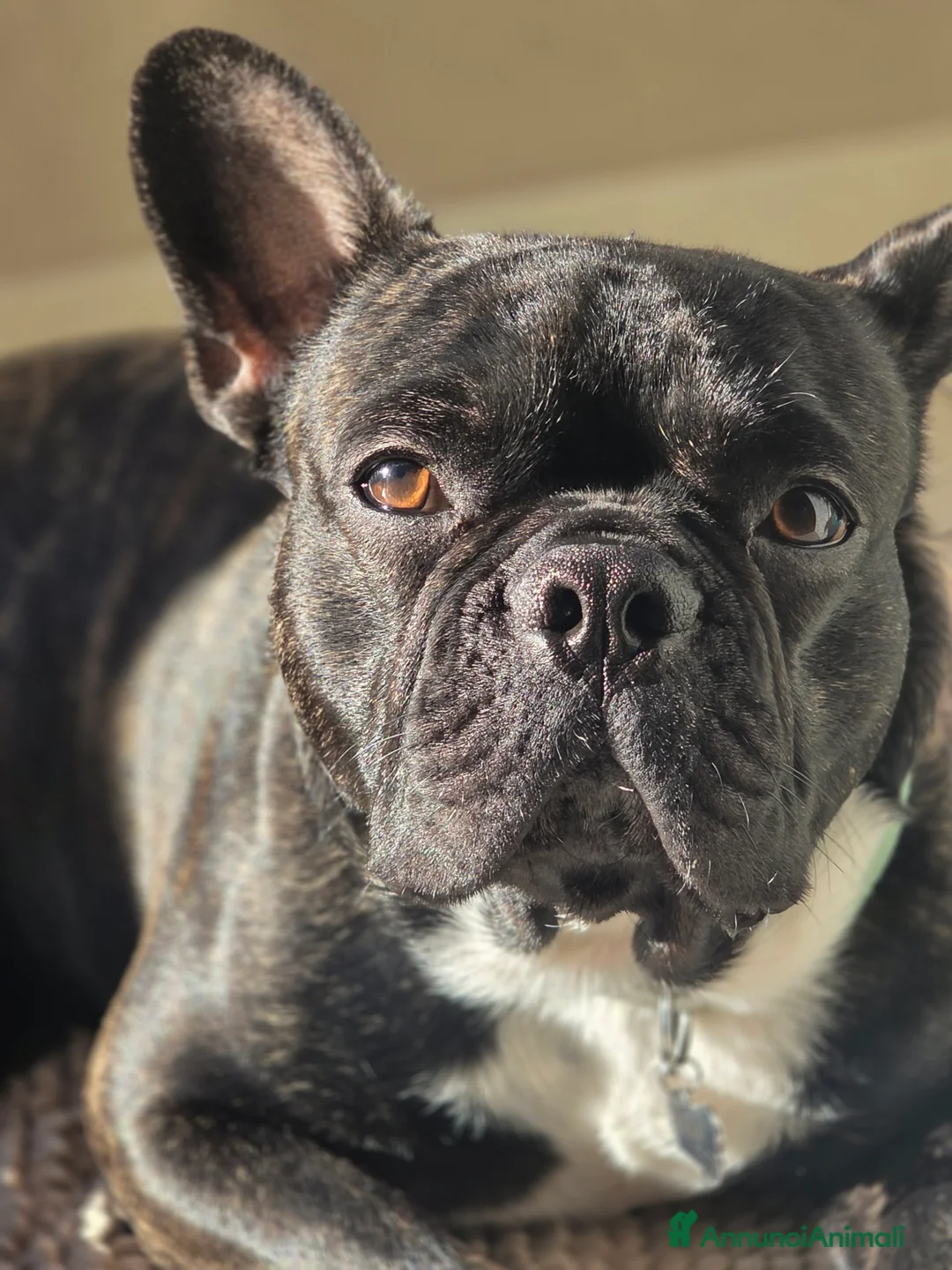 Bulldog Francese cani per accoppiamento: Bulldog Francese di 18 mesi disponibile per monta - Annuncio 1