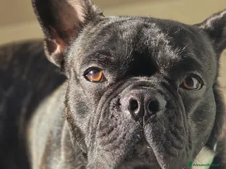 Bulldog Francese cani Bulldog Francese di 18 mesi disponibile per monta - Annuncio 3