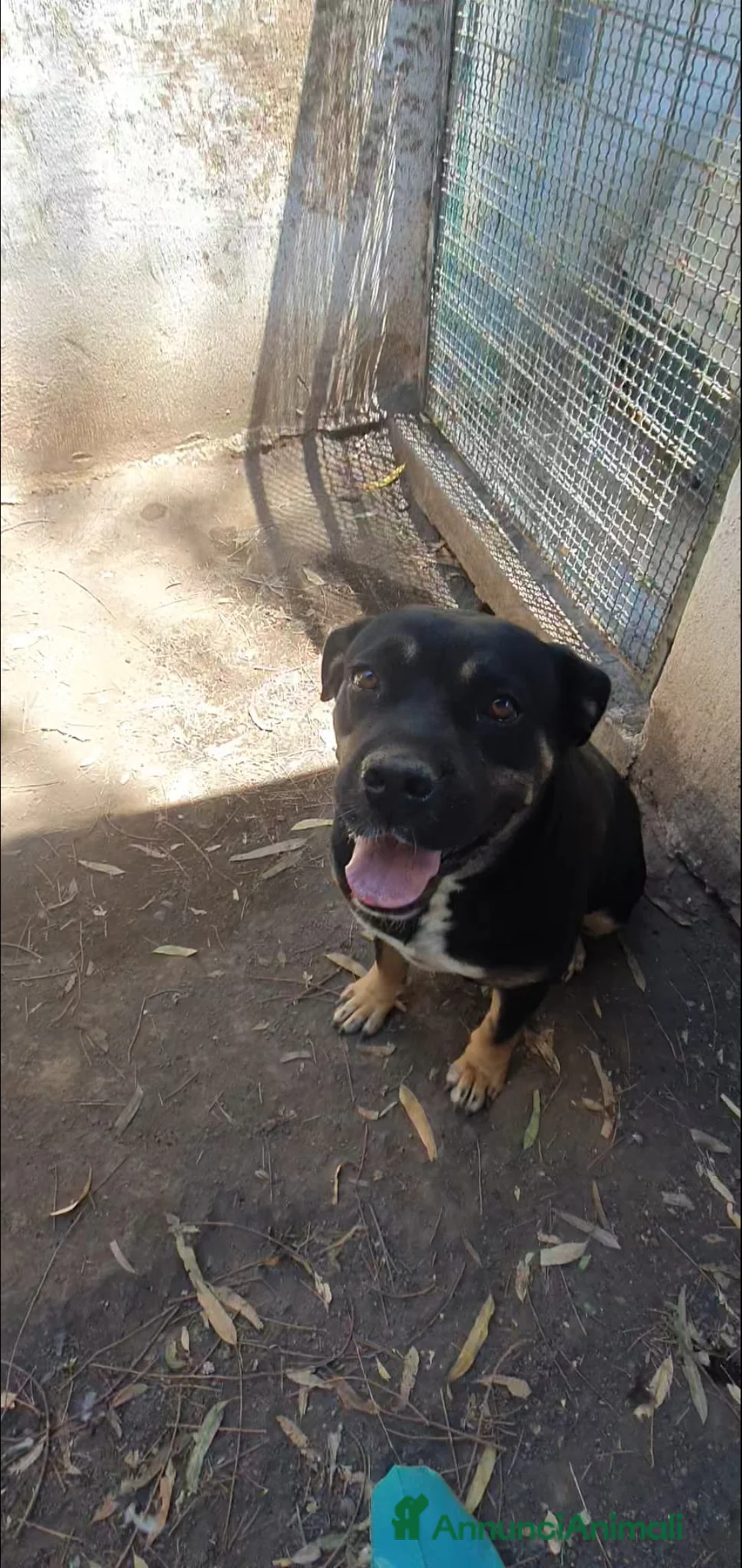 Meticcio cani in regalo: Trudy, bellissima meticcia in canile - Annuncio 2