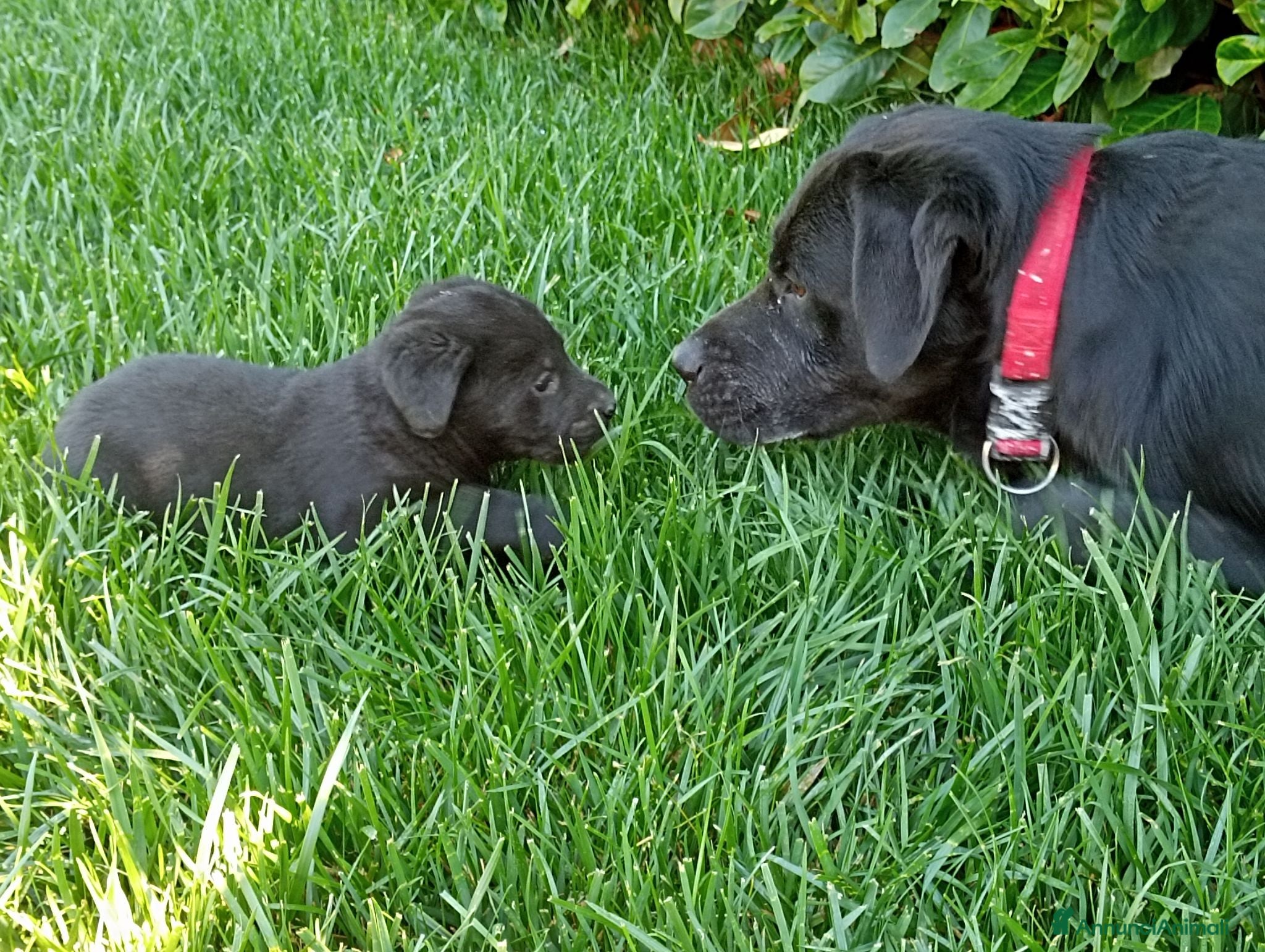 Labrador cani Cuccioli di Labrador  - Annuncio 2