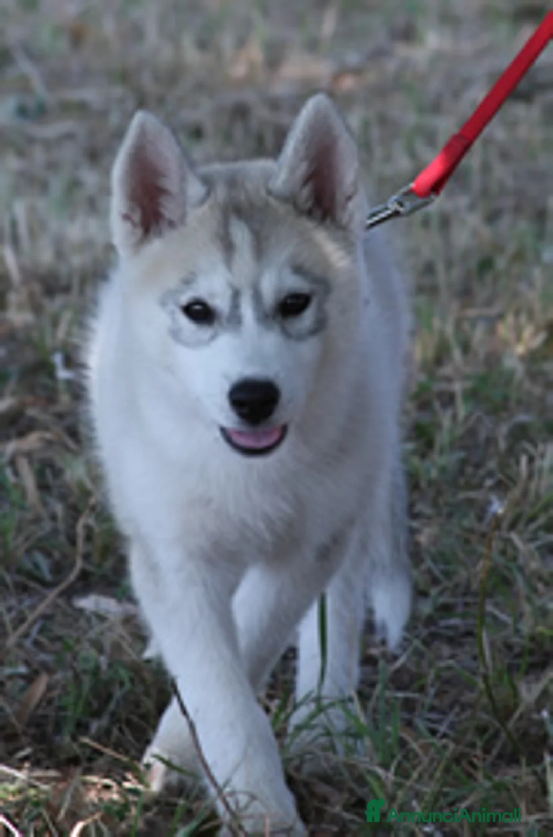 Immagine della galleria {{count}}