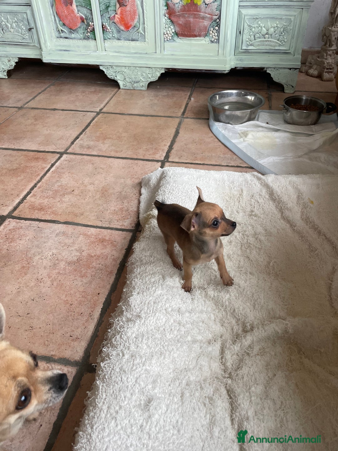 Chihuahua cani in vendita: Chihuahua purissima femmina due mesi e mezzo - Annuncio 1