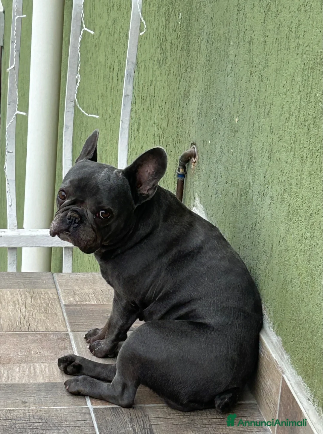Bulldog Francese cani in vendita: Cuccioli di bulldog francese BLUE - Annuncio 1