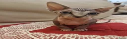 Sphynx gatti in vendita: Cuccioli Pshynx a Provincia di Prato - Annuncio 14