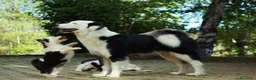 Yakutian Laika cani in vendita: Cuccioli di Yakutian Laika - Annuncio 4