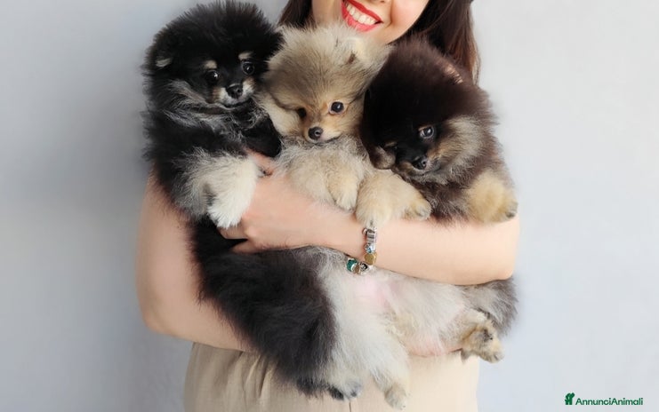 Volpino Pomerania cani - Annuncio 2