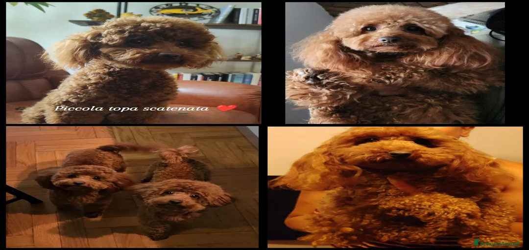 Immagine della galleria {{count}}