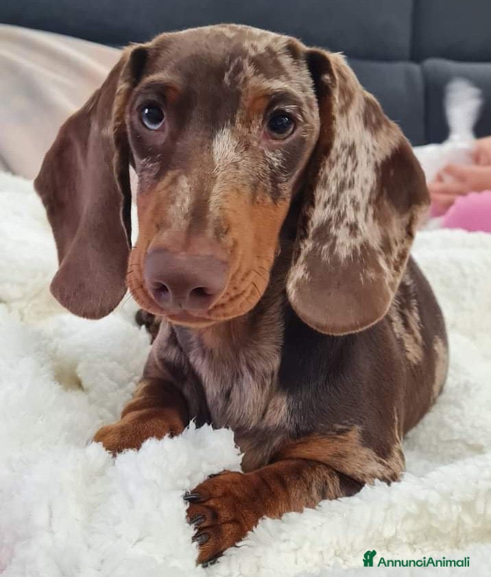 Bassotto Nano cani Bassotto nano è kaninkeen per accoppiamento  - Annuncio 2