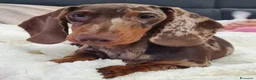 Bassotto Nano cani per accoppiamento: Bassotto nano è kaninkeen per accoppiamento  - Annuncio 1