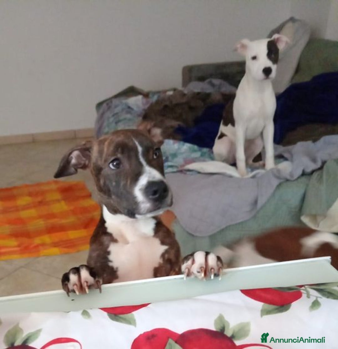 Meticcio cani in regalo: Ultimi 2 cuccioloni ben socializzati - Annuncio 1