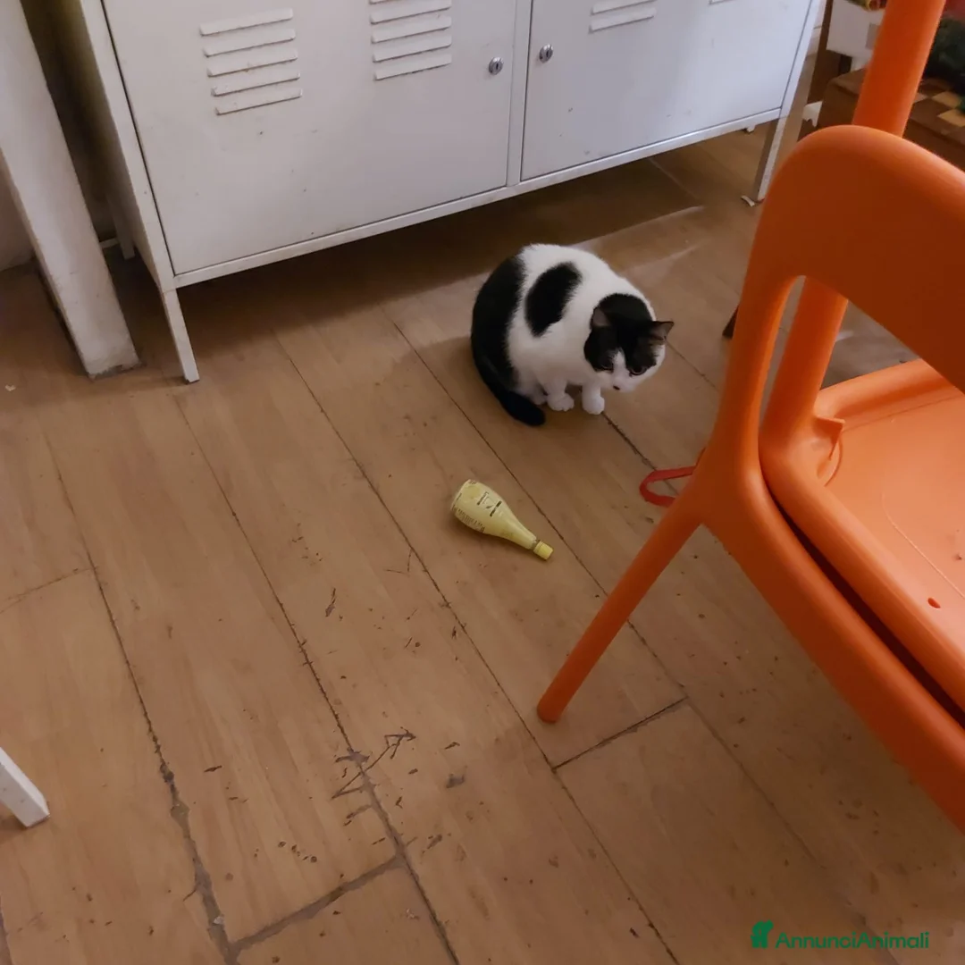 Altre razze gatti in regalo: GATTE  - Annuncio 6