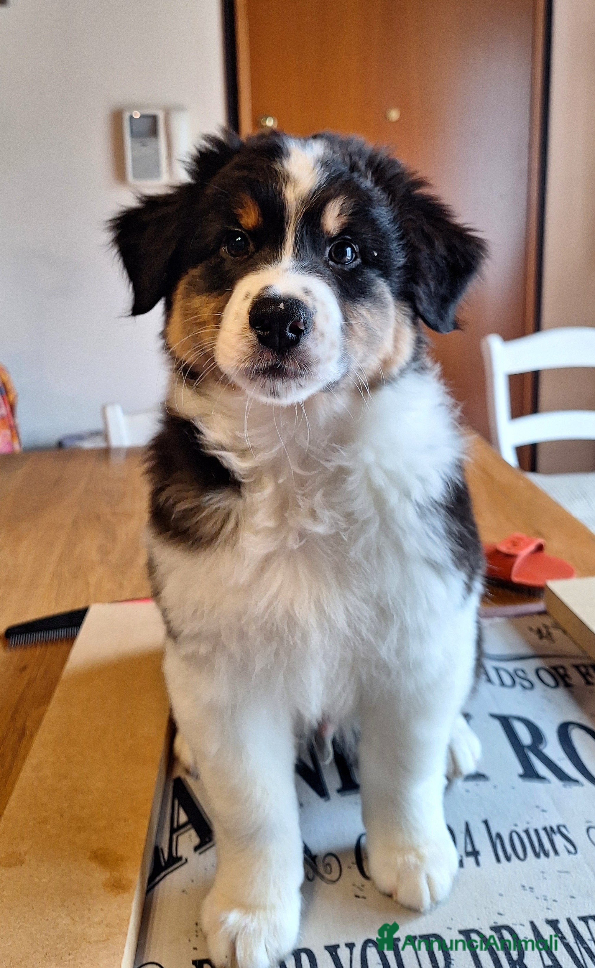 Australian Shepherd cani MERAVIGLIOSO CUCCIOLO MASCHIO TRICOLOR BLACK NBT - Annuncio 2