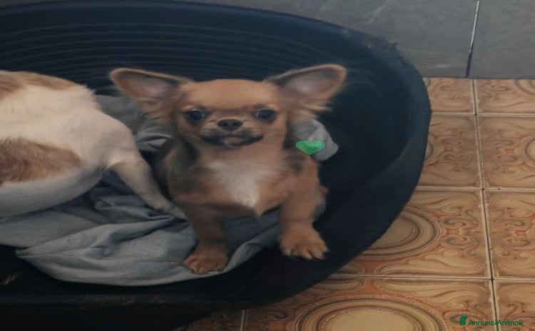 Chihuahua cani a Provincia di Ferrara - Annuncio 14
