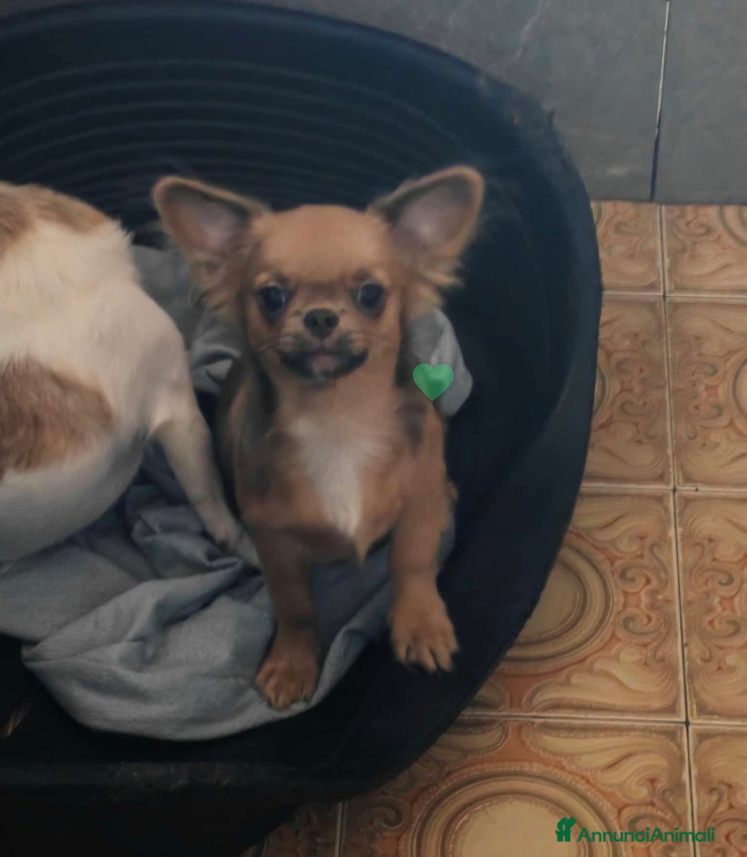 Chihuahua cani in vendita: Chihuahua a Provincia di Ferrara - Immagine 1